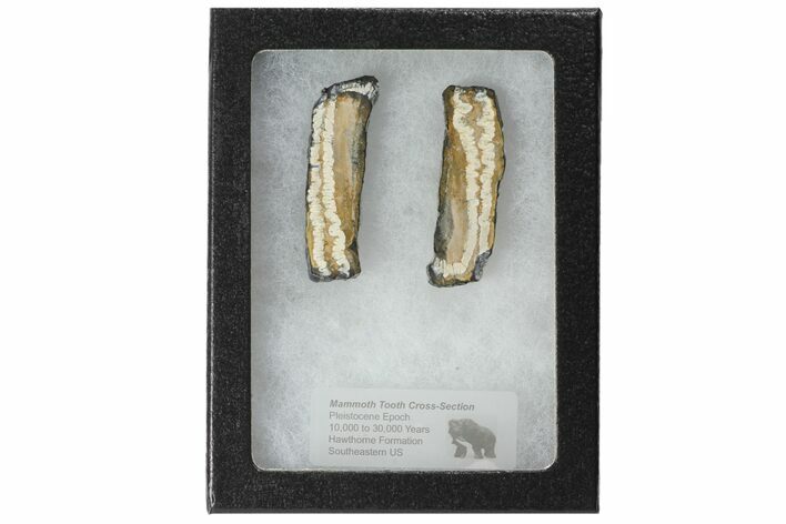 Mammoth Molar Slices With Case - South Carolina #99514